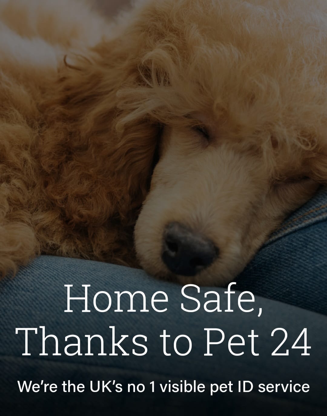 Save 33% On Pet24 With Your Pets Palace